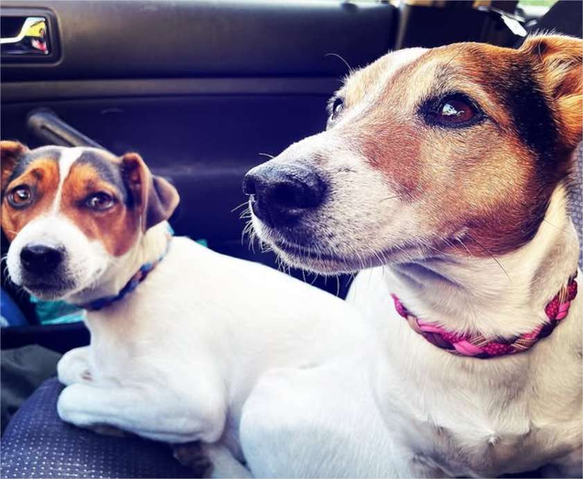 private dog transportation monaco