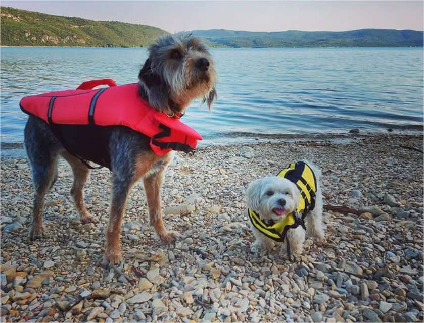 Instagram - Google Chrome_2 dog sitting monaco