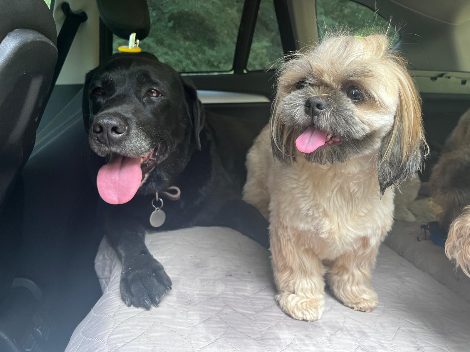 interior-designer-07 dog private transportation monaco