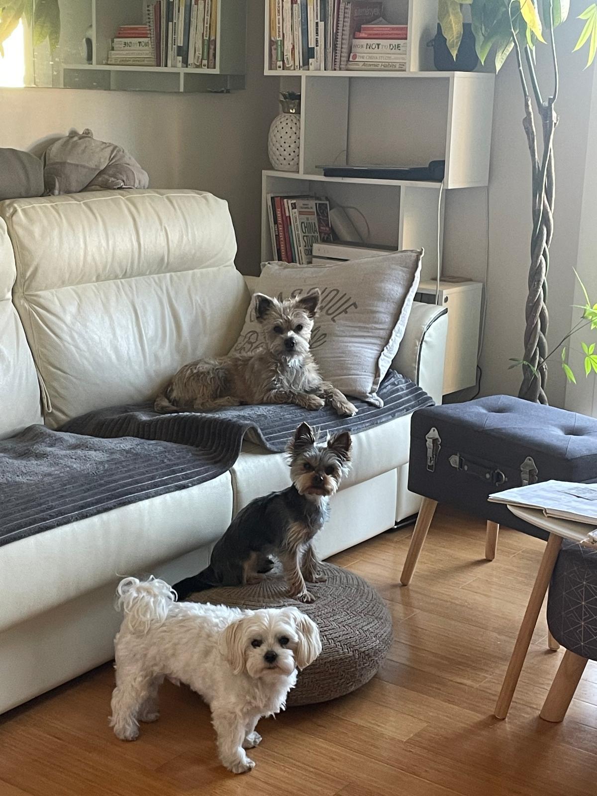 WhatsApp Image 2026-01-05 at 14.15.02 dog sitting monaco