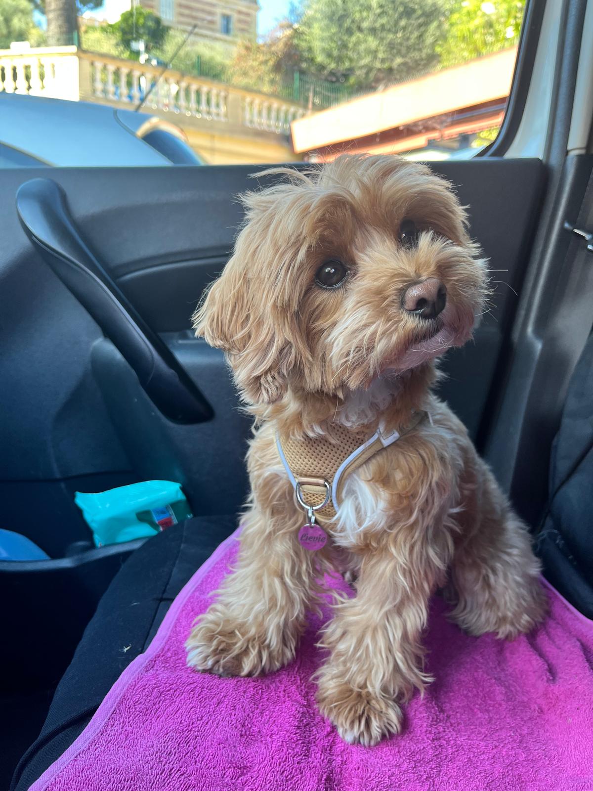 WhatsApp Image 2026-01-05 at 14.15.02 dog private transportation monaco