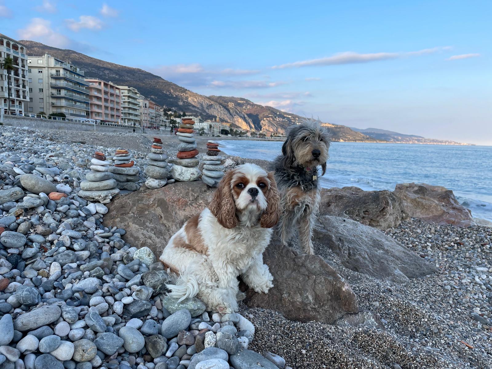 dog sitting monaco