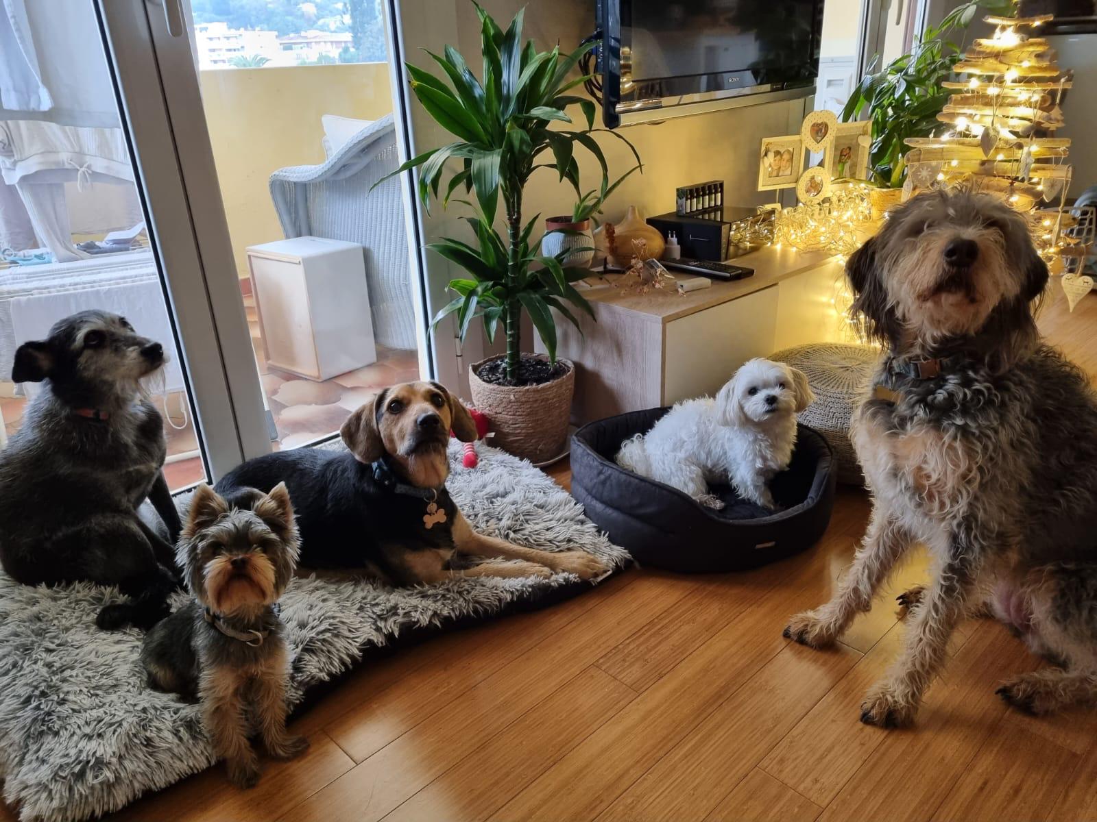 interior-designer-07 dog sitting monaco