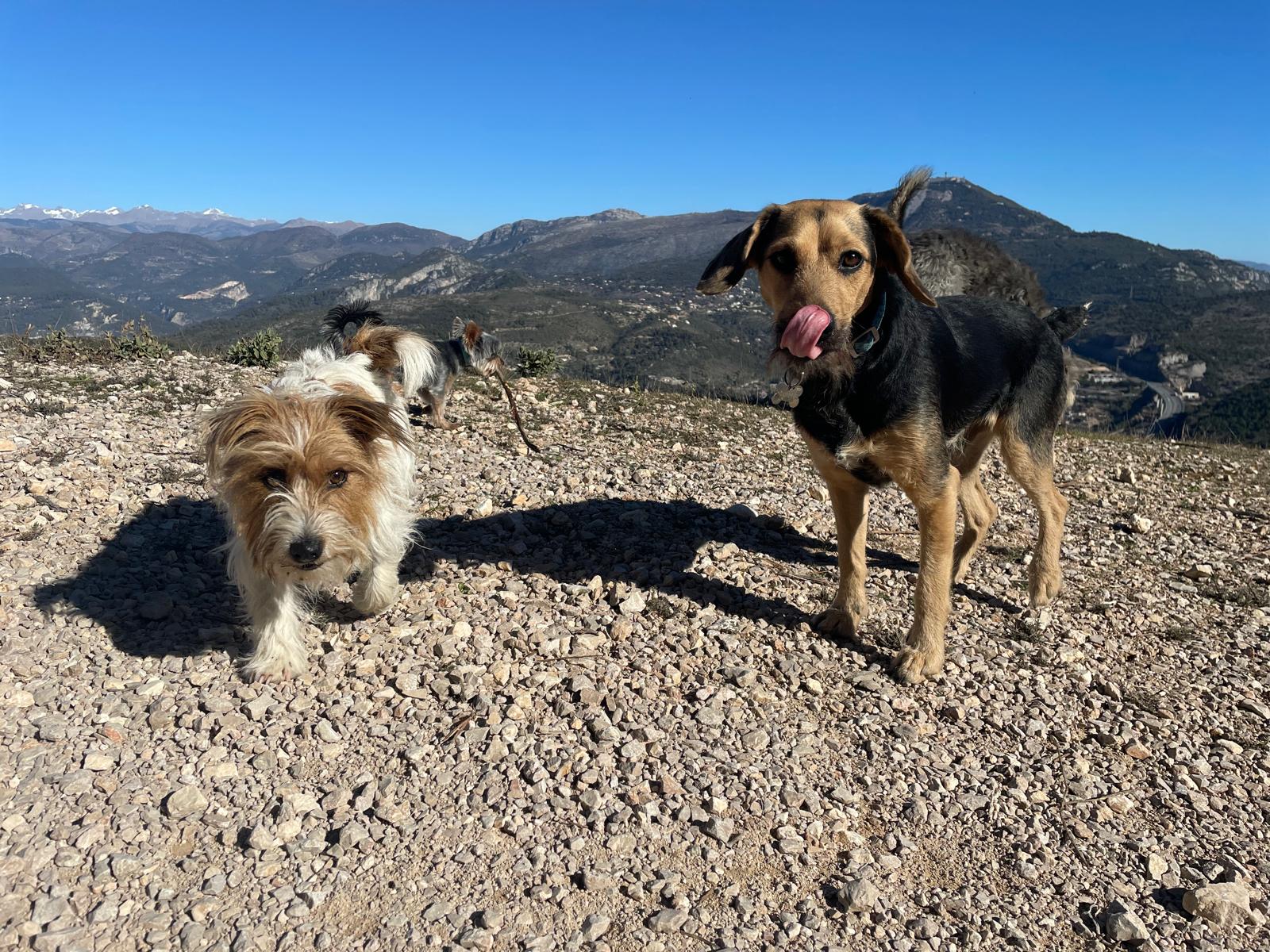 WhatsApp Image 2026-01-05 at 14.15.29 dog adventure monaco