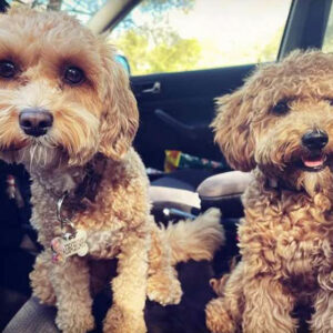 dog private transportation monaco