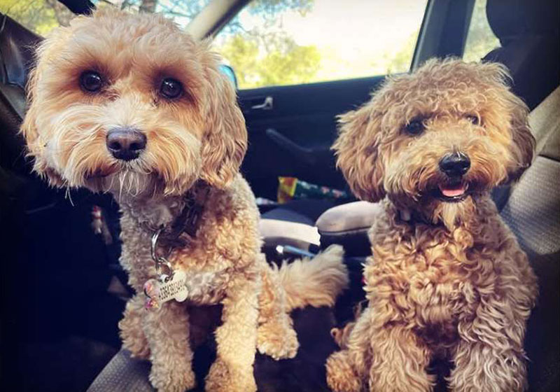 dog private transportation monaco