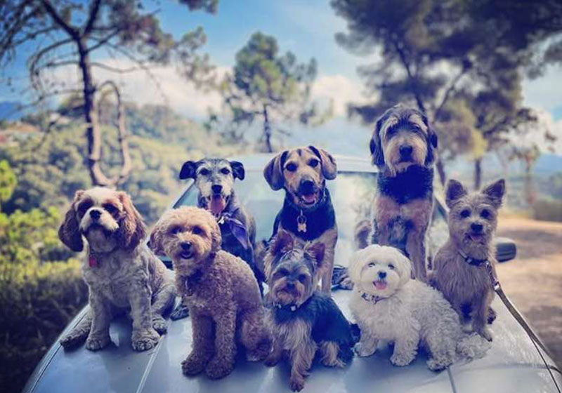 group walking dog monaco